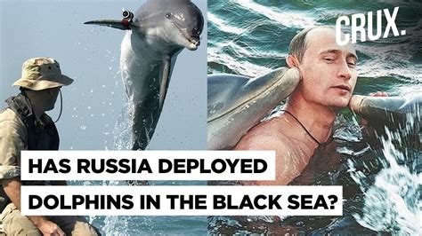 Putin conscripts more dolphins to guard key Russian naval base