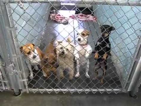 Putnam county animal shelter. Things To Know About Putnam county animal shelter. 