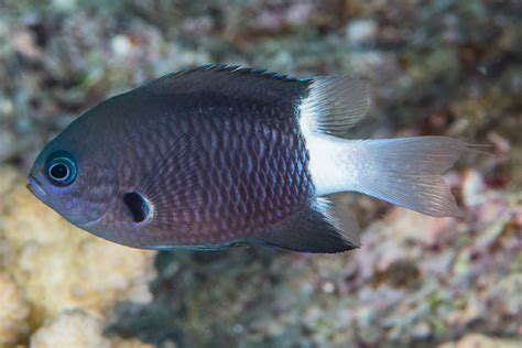 Pycnochromis margaritifer - Wikipedia