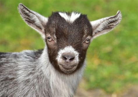 Pygmy Goat Price