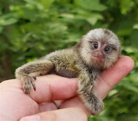 Pygmy Marmoset - The Animal Facts