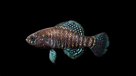 Pygmy Sunfish: Care, Appearance & Types, Diet & More