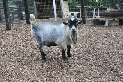 Pygmy goats for sale in ga. Things To Know About Pygmy goats for sale in ga. 