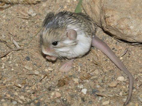 Pygmy jerboa. Things To Know About Pygmy jerboa. 