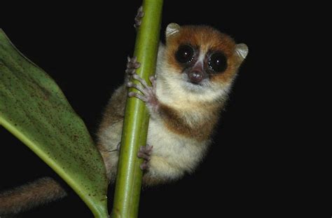 Pygmy mouse lemur. .  Is there any example so that I can work wit&he...