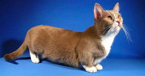 Pygmycat About