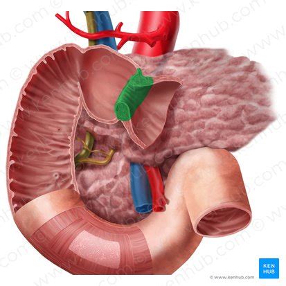 Pylorus anatomy Britannica