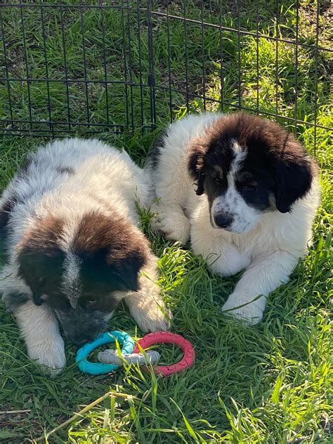 I will have pyrador puppies ready in a few weeks ! Mom is standard Great Pyrenees and dad is a chocolate Labrador I have a couple with bright green eyes like dad ! Message for info!. 