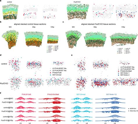 Pyramidal neurons proportionately alter cortical interneuron subtypes (2026)