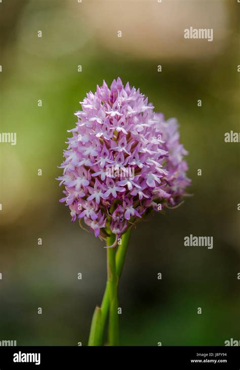 Pyramidal orchid - Orchis pyramidalis - YouTube