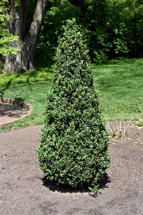 Pyramidalis Boxwood (Buxus sempervirens