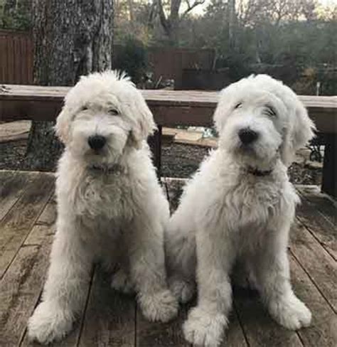 Pyredoodle puppies. Pyredoodle Facts. Fun Fact. Pyredoodles can have a thick double coat or a thinner single coat. Diet. Omnivore. Pyredoodle Physical Characteristics. Pyredoodle as a … 
