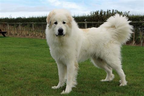 Pyrenean mountain dog rescue uk near me. .  ...
