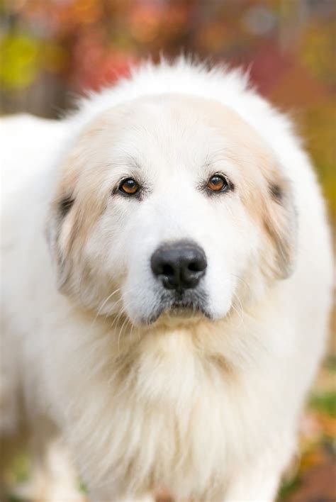 Pyrenees lab mix. The Great Pyrenees and Labrador mix is a stunning breed with traits from both parents. With a strong and muscular build, these dogs exhibit a powerful and athletic physique. The Great Pyrenees: Male Great Pyrenees should weigh more than 100 pounds and stand 27 to 32 inches tall. 
