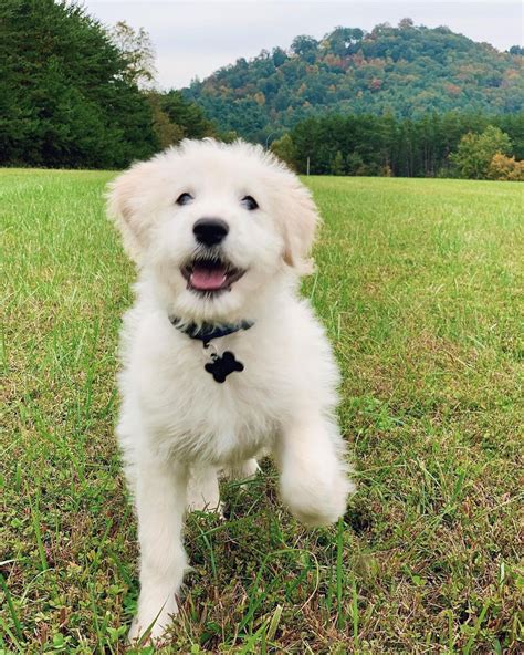 Pyrenees poodle. A Pyredoodle is a purposefully bred cross between a Great Pyrenees and a Standard Poodle. Fame Flower Farm Pyredoodles are F1 – meaning first generation bred puppies that are 50% Great Pyrenees and 50% Standard Poodle. The Great Pyrenees is a large dog known for their love for family, guardian instincts, and thick white coats that shed a lot. 