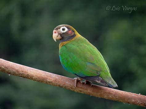 Pyrilia haematotis (Brown-hooded Parrot) BioLib.cz