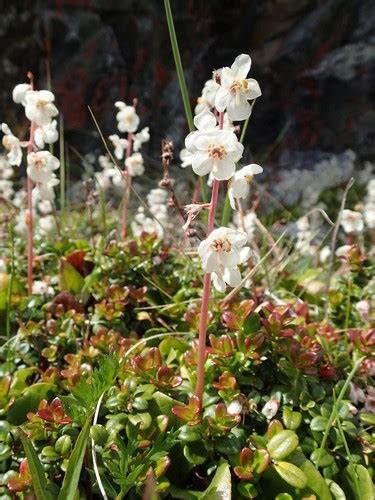 Pyrola grandiflora - Wikipedia