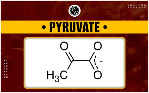 Pyruvate Definition, Structure & Uses Video & Lesson Transcript
