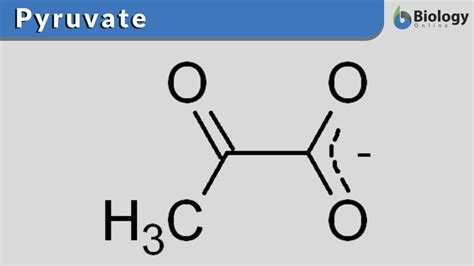 Pyruvate Definition and Examples Biology Online Dictionary