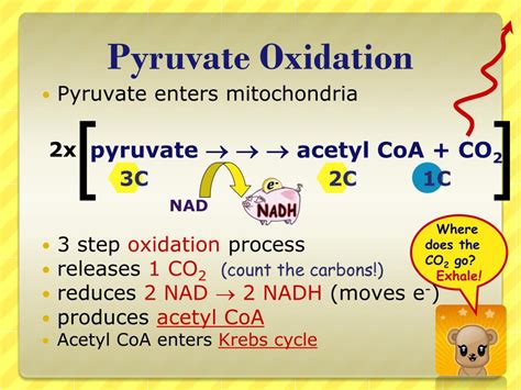 Pyruvate Facts and Oxidation