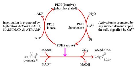 Pyruvate dehydrogenase