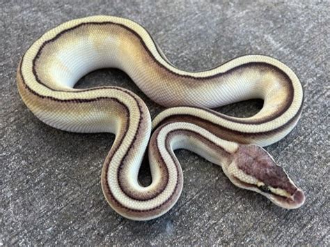 Python regius for sale. Things To Know About Python regius for sale. 