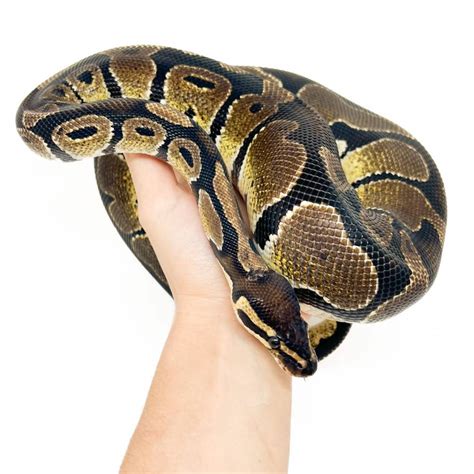 Python royal : Python regius