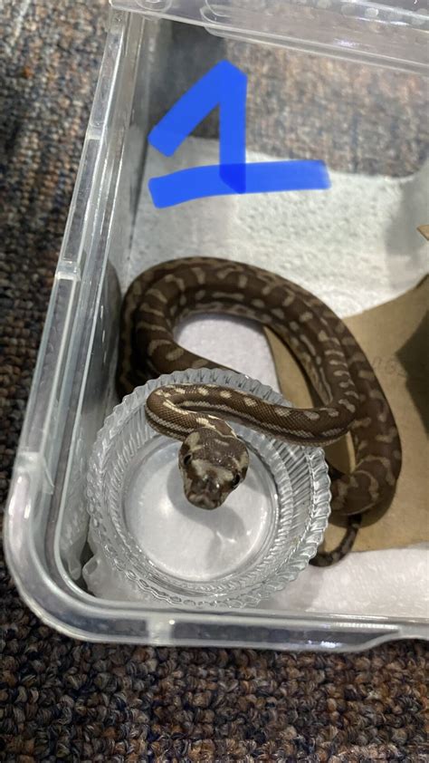 Pythons - Reptile Classifieds Australia