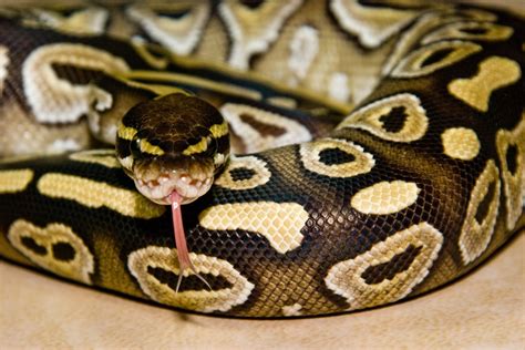 Pythons for sale. Things To Know About Pythons for sale. 