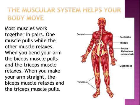 Q: How does the muscular system help our bodies maintain …