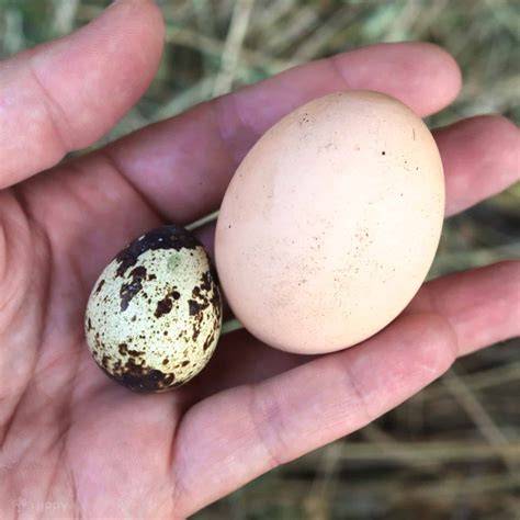 Quail An Egg & Meat Production System - ECHOcommunity - raincitystudios.com