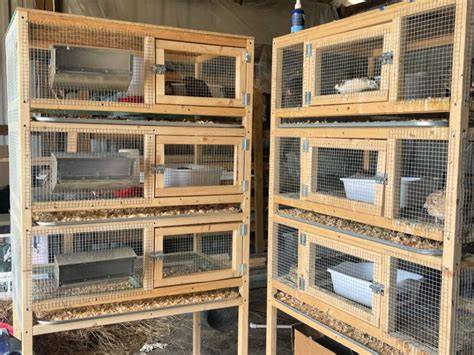 quail breeding cage design - PoultryWizard - raincitystudios.com