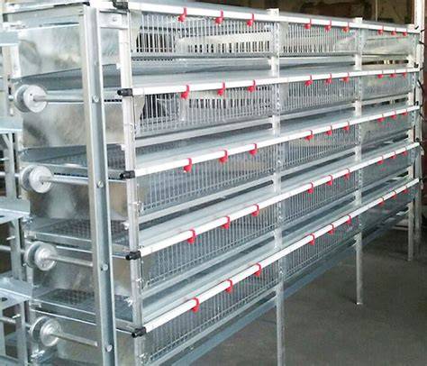 quail breeding cages - raincitystudios.com