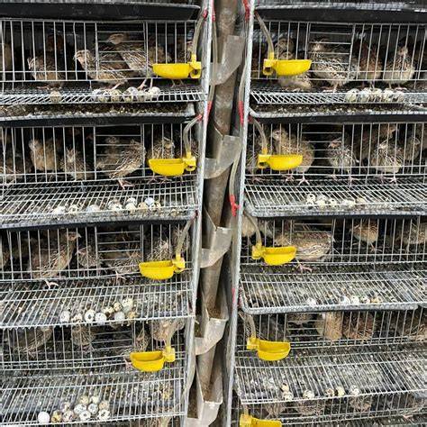 Quail Cage - Egg Chicken Cage - raincitystudios.com