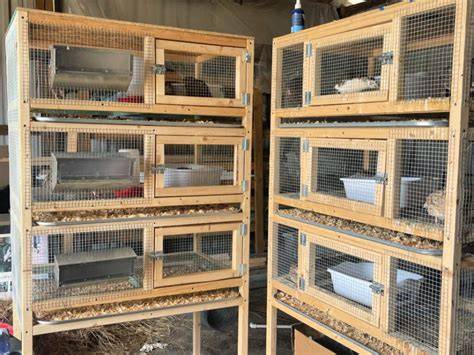 Quail Cages Plans - Plansmanage - raincitystudios.com