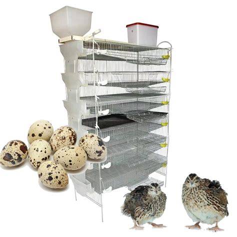 Quail Laying Cages - raincitystudios.com