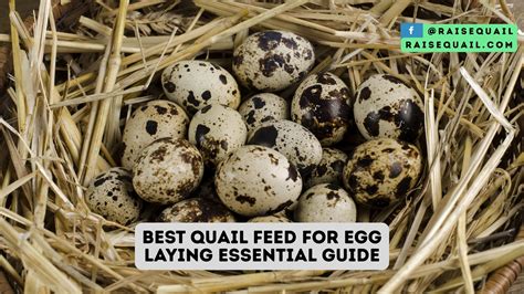 Quail Nutrition: What to Feed for Best Results - The Farming Insider - raincitystudios.com