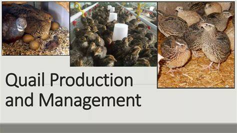 Quail Production and Management Technology - Texas A&M University - raincitystudios.com