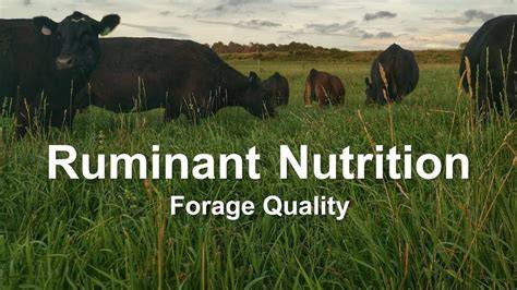 Quality Forage series: Forage Nutrition for Ruminants - raincitystudios.com