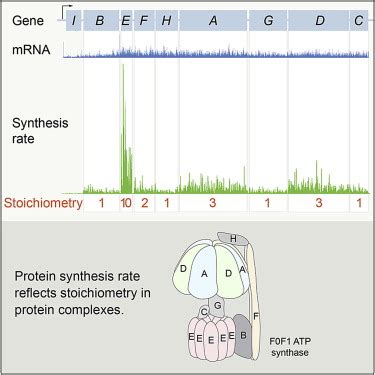 Quantifying Absolute Protein Synthesis Rates Reveals Principles ... - wintechmobiles.com