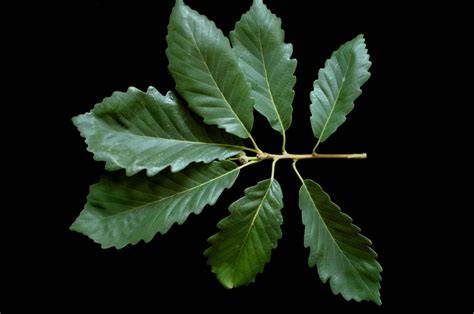 Quercus montana in Flora of North America @ efloras.org - raincitystudios.com