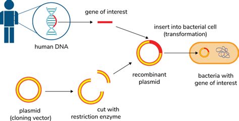 Quick Transformation with Plasmid DNA - CSH Protocols - muktibox.com