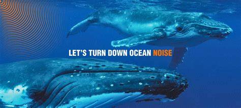 Quiet Waters for Whales and Dolphins - Marilles - raincitystudios.com