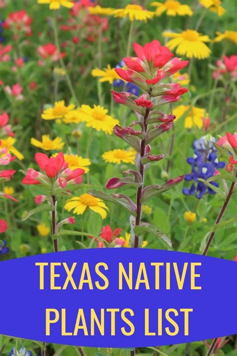 QUIZ: How many of these native Texas flowers can you name?