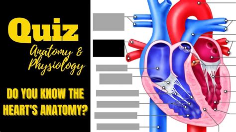 Quiz: The Heart - CliffsNotes - muktibox.com