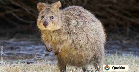 Quokka - JavaScript and TypeScript playground in your … - coolestguyplanet.net