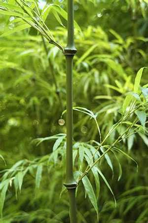 Qiongzhuea tumidinoda walking stick bamboo/RHS Gardening