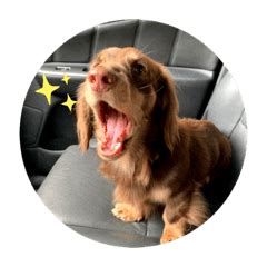 Qq_The_Dog Leaks XXX 225 Videos