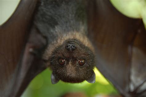 Bats are found on every continent besides Antarctica an