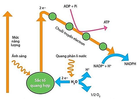 Quá Trình Chiếm Electron: Cánh Cửa Mới Cho Phân Rã Beta